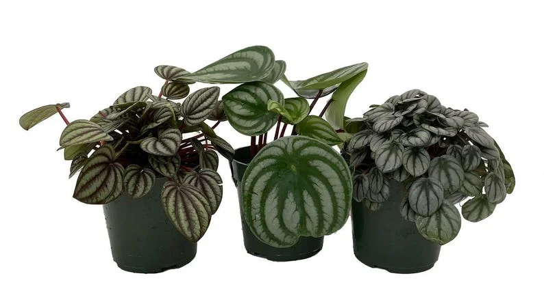 Peperomia Assortment 3 Pack - 4 Inch Potted Houseplant Variety
