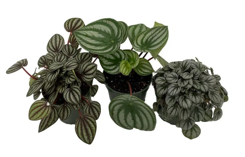 Peperomia Assortment 3 Pack - 4 Inch Potted Houseplant Variety