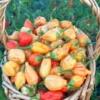 Peppapeach Stripey Pepper Seeds - Heirloom Vegetable Seeds