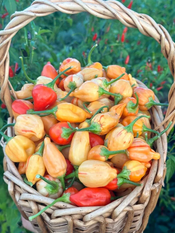 Peppapeach Stripey Pepper Seeds - Heirloom Vegetable Seeds