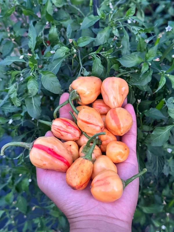 Peppapeach Stripey Pepper Seeds - Heirloom Vegetable Seeds