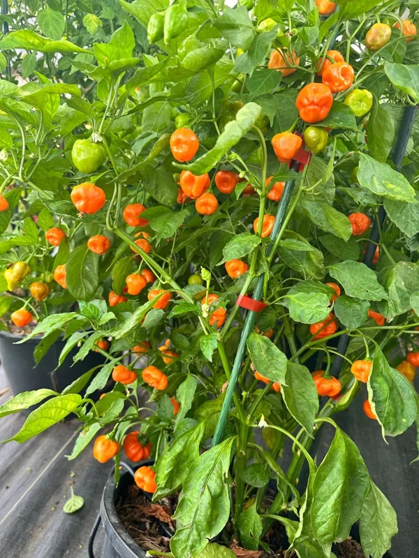 Peppapeach x Brazilian Starfish Pepper Seeds - Heirloom Variety