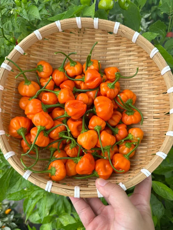 Peppapeach x Brazilian Starfish Pepper Seeds - Heirloom Variety