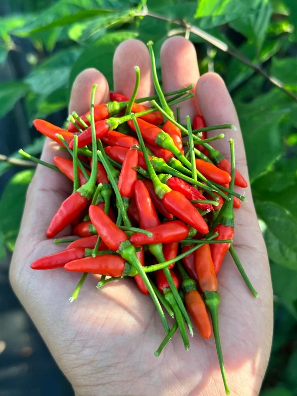 Peri Peri Pepper Seeds - Hot Pepper Variety - Garden Seeds