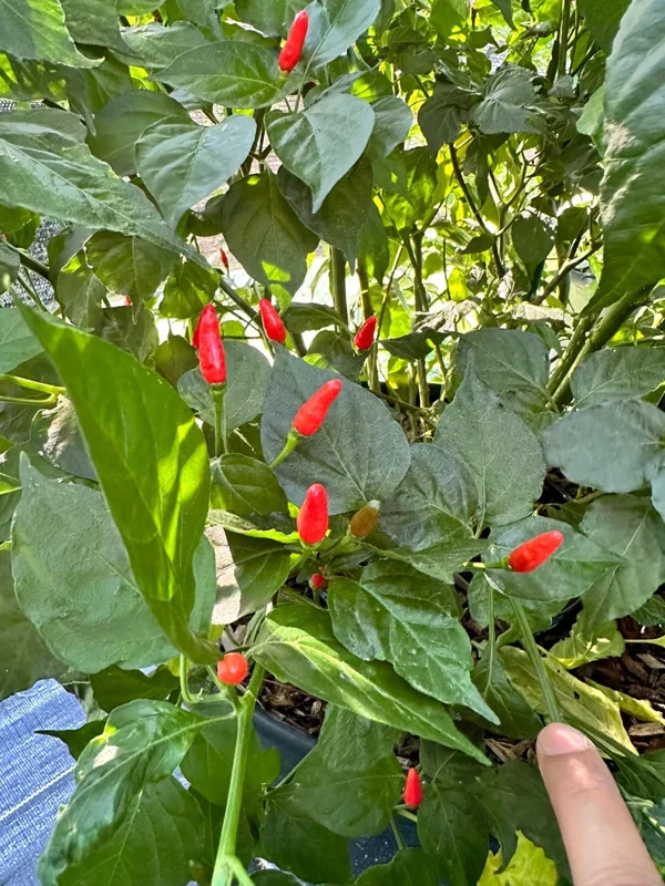 Peri Peri Pepper Seeds - Hot Pepper Variety - Garden Seeds