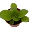 Periwinkle Blush Asian Violet Primulina - 2.5 Inch Potted Houseplant
