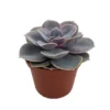 Perle von Nurnberg Echeveria 2.5" Pot Desert Rose Succulent