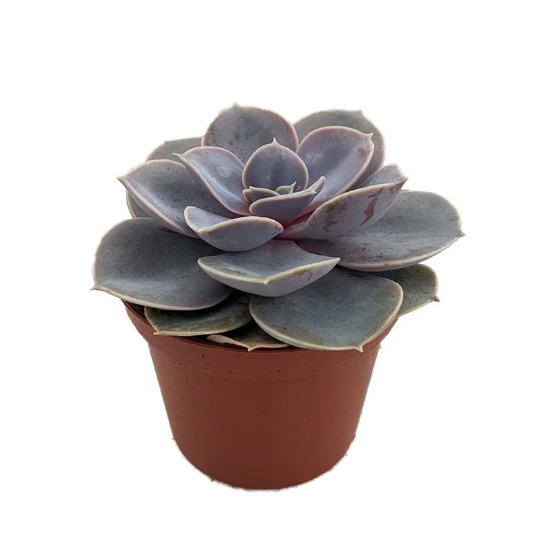 Perle von Nurnberg Echeveria 2.5" Pot Desert Rose Succulent