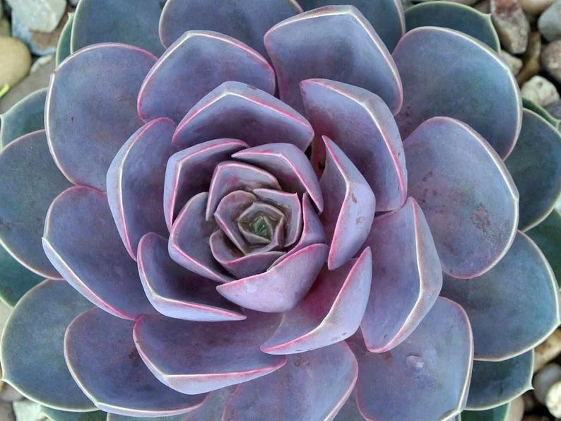 Perle von Nurnberg Echeveria 2.5" Pot Desert Rose Succulent