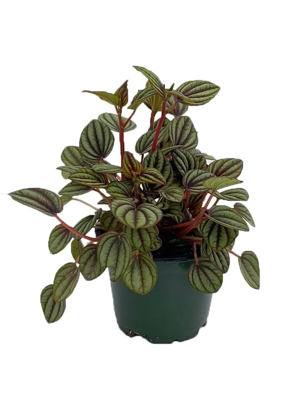 Piccolo Banda Peperomia albovittata - 4 Inch Pot - Unique Houseplant