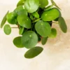 Pilea peperomiodes Chinese Money Plant 2.5" Pot - Indoor Air Purifier