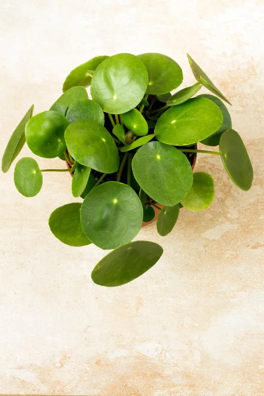Pilea peperomiodes Chinese Money Plant 2.5" Pot - Indoor Air Purifier