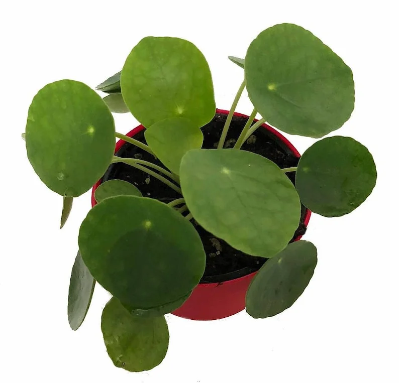 Pilea peperomiodes Chinese Money Plant 2.5" Pot - Indoor Air Purifier