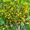 Pimenta Bode Amarillo Pepper Seeds - Brazilian Culinary Delight
