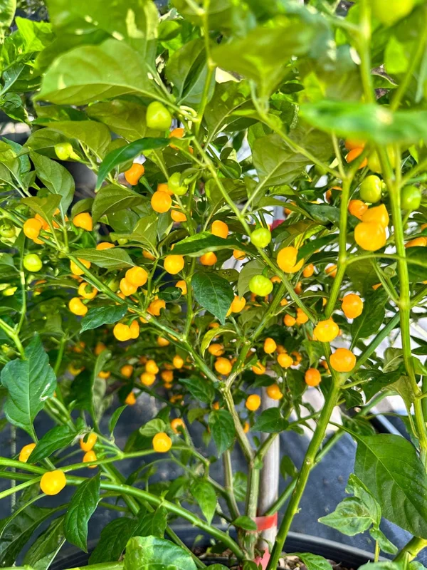 Pimenta Bode Amarillo Pepper Seeds - Brazilian Culinary Delight
