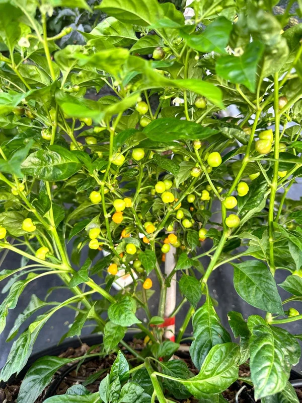 Pimenta Bode Amarillo Pepper Seeds - Brazilian Culinary Delight