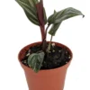 Pin Stripe Prayer Plant Calathea ornata, Easy Houseplant, 2.5 Inch Pot