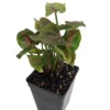Pink Fairy Arrowhead Plant 2.5" Pot Syngonium Nepthytis Fairy Garden