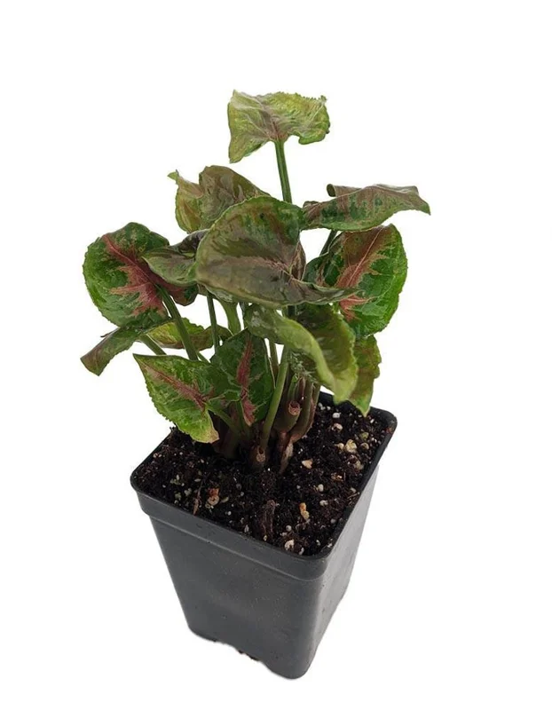 Pink Fairy Arrowhead Plant 2.5" Pot Syngonium Nepthytis Fairy Garden