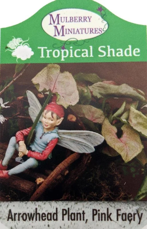 Pink Fairy Arrowhead Plant 2.5" Pot Syngonium Nepthytis Fairy Garden