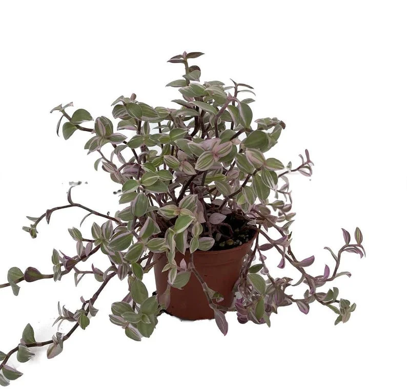 Pink Lady Bolivian Jewel Turtle Vine 2.5" Pot - Callisia repens