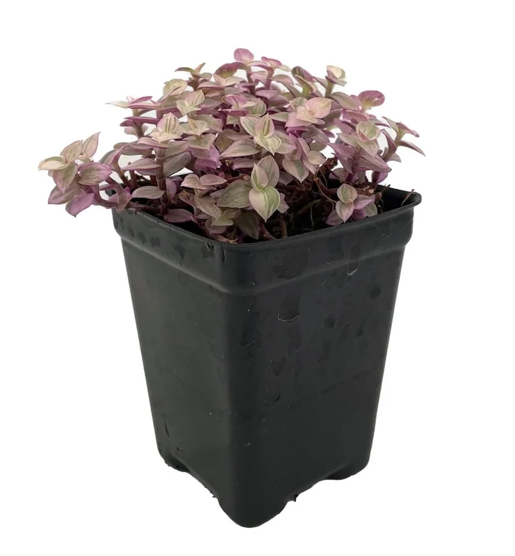 Pink Panther Bolivian Jewel Callisia repens Plant 2.5" Pot