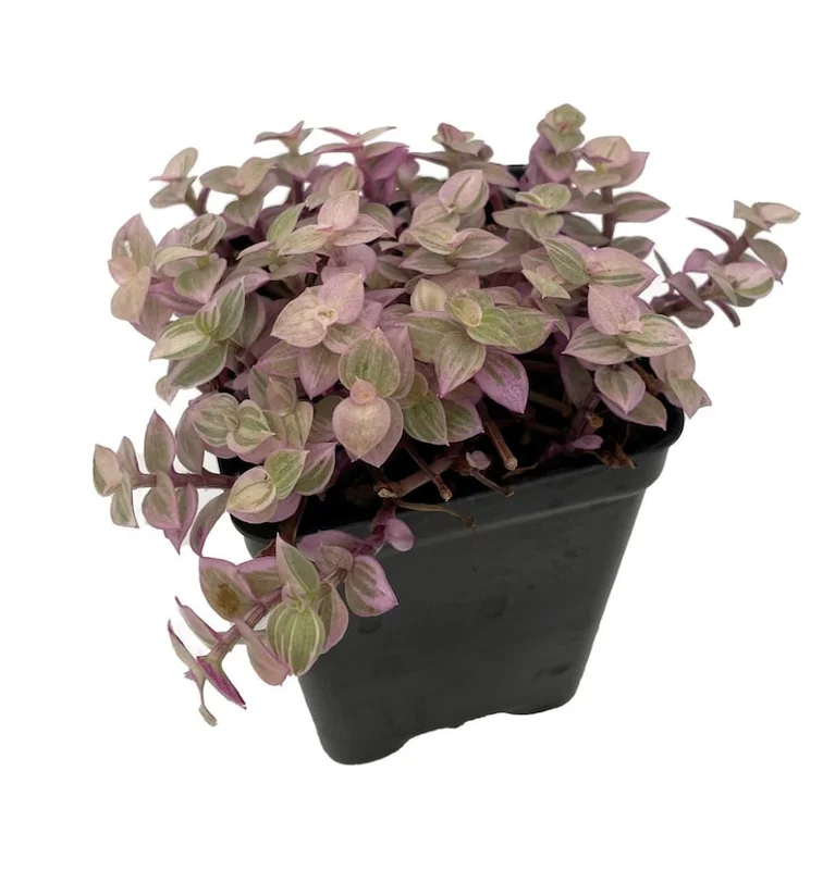 Pink Panther Bolivian Jewel Callisia repens Plant 2.5" Pot