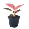 Pink Pearl Chinese Evergreen Plant - Aglaonema - 4 Inch Pot - Low Light Indoor Plant