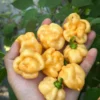 Pink Scotch Bonnet Pepper Seeds - Rare Variety - Garden Seeds