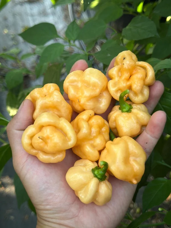 Pink Scotch Bonnet Pepper Seeds - Rare Variety - Garden Seeds