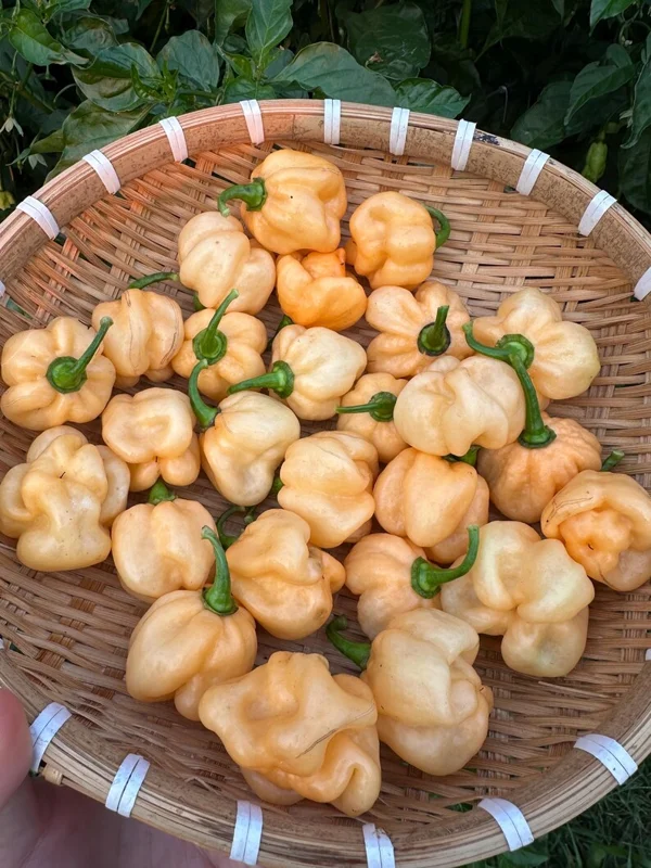 Pink Scotch Bonnet Pepper Seeds - Rare Variety - Garden Seeds