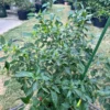 Piri Piri Pepper Seeds - Hot & Spicy - Grow Your Own Peppers