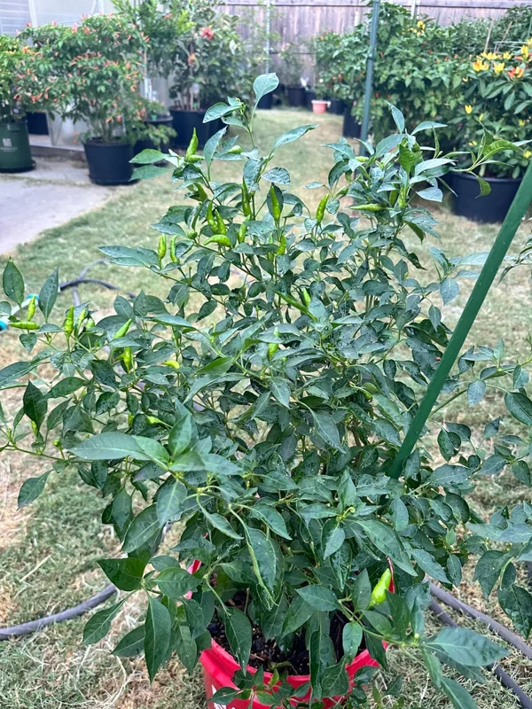 Piri Piri Pepper Seeds - Hot & Spicy - Grow Your Own Peppers
