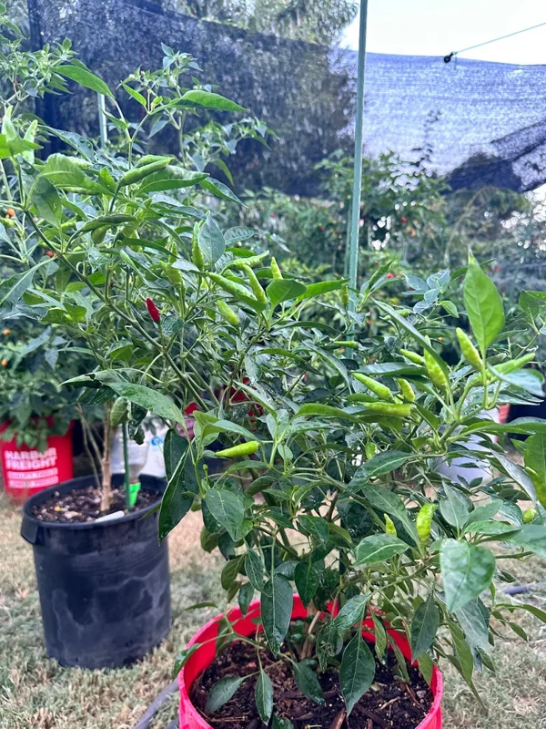 Piri Piri Pepper Seeds - Hot & Spicy - Grow Your Own Peppers