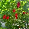 Poison Tail Pepper Seeds - Super Hot Variety - Garden Seeds