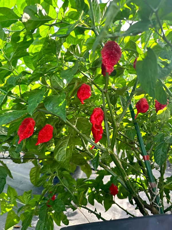 Poison Tail Pepper Seeds - Super Hot Variety - Garden Seeds