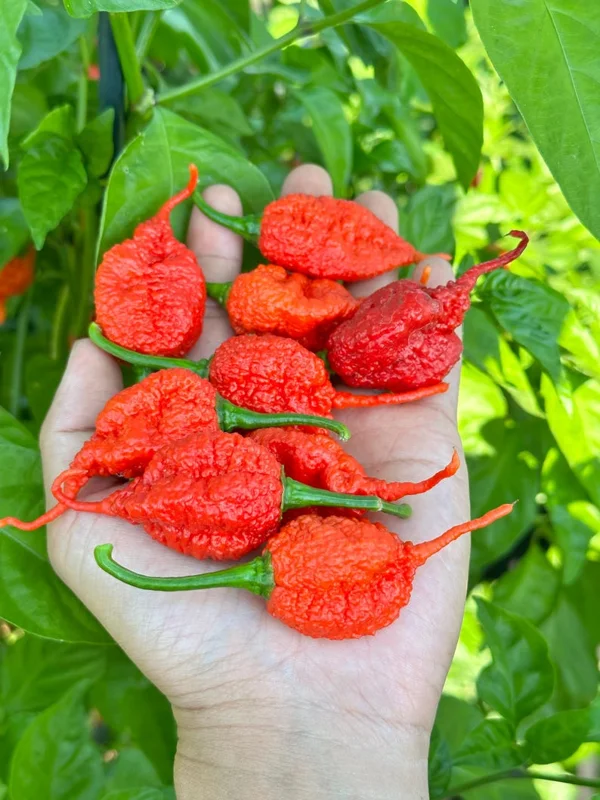 Poison Tail Pepper Seeds - Super Hot Variety - Garden Seeds