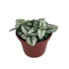 Polka Dot Plant White Splash - Hypoestes - 3.5 Inch Pot - Colorful Houseplant