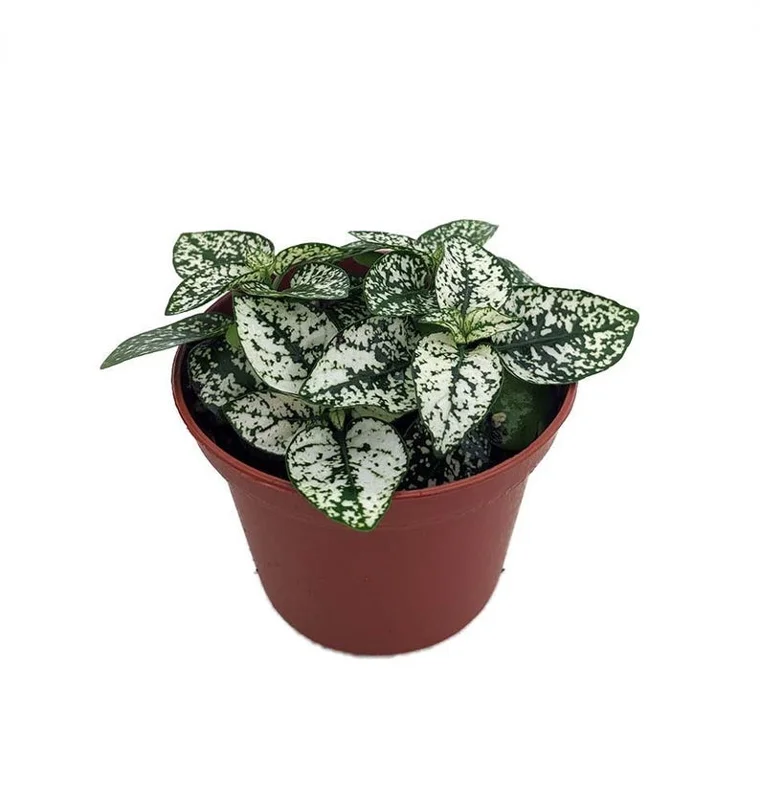 Polka Dot Plant White Splash - Hypoestes - 3.5 Inch Pot - Colorful Houseplant