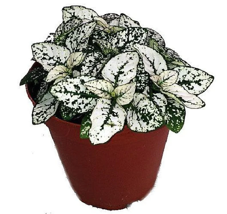 Polka Dot Plant White Splash - Hypoestes - 3.5 Inch Pot - Colorful Houseplant