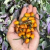 Polychromes Pepper Seeds - Heirloom Vegetable Seeds