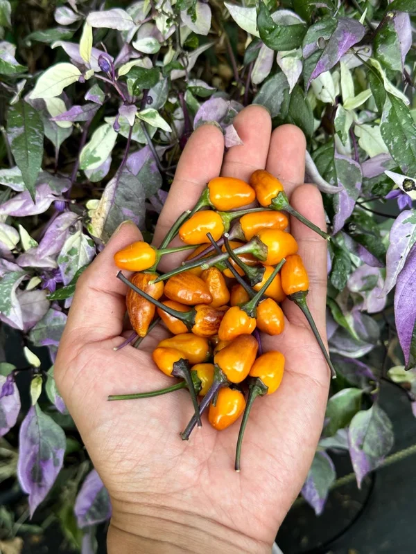 Polychromes Pepper Seeds - Heirloom Vegetable Seeds