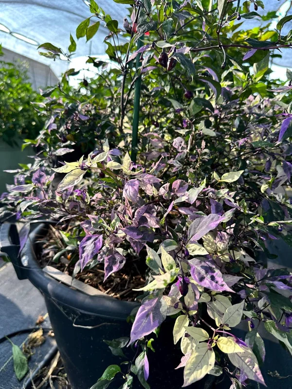 Polychromes Pepper Seeds - Heirloom Vegetable Seeds