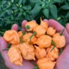 Primo x Butch T Orange Pepper Seeds - Super Hot Variety