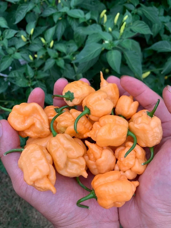 Primo x Butch T Orange Pepper Seeds - Super Hot Variety