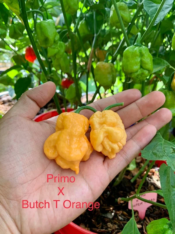 Primo x Butch T Orange Pepper Seeds - Super Hot Variety