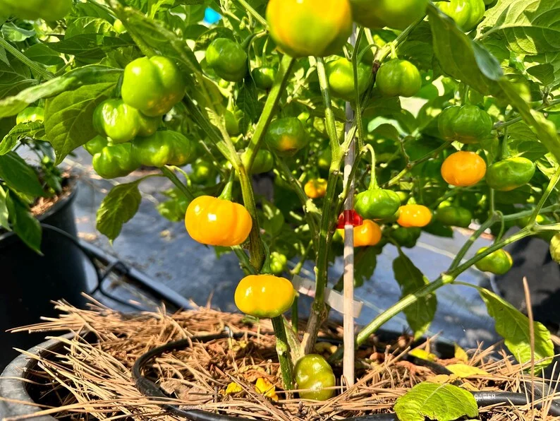 Pumpkin Bonnet Pepper Seeds - Heirloom Variety