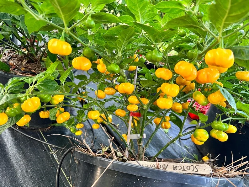 Pumpkin Bonnet Pepper Seeds - Heirloom Variety