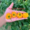 Pumpkin Habanero Pepper Seeds - Unique Halloween Peppers