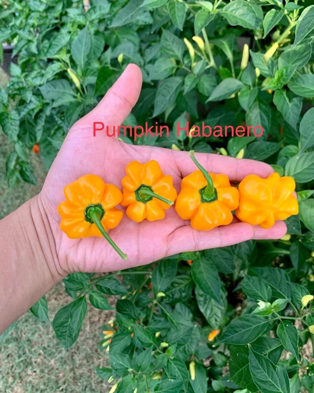 Pumpkin Habanero Pepper Seeds - Unique Halloween Peppers